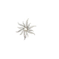 14k White Gold 1ct F VS2 Round Diamond and Vintage One Fresh Water White Pearl Brooch/Pin and Pendant